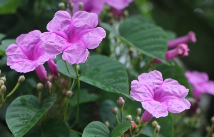 Figura. 6 Flores en racimo  <i>Ipomoea phillomega</i></i>, (Convolvulaceae). Area de Conservación Guanacaste. Sector Rincón Rain Forest. Estación Leiva. Selva. (elevación 410 metros), colectada el 19 febrero 2022. Foto. Jorge Hernández.
