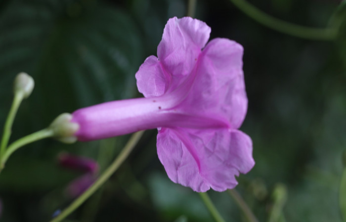 Figura. 9 Flor lateral <i>Ipomoea phillomega</i></i>, (Convolvulaceae). Area de Conservación Guanacaste. Sector Rincón Rain Forest. Estación Leiva. Selva. (elevación 410 metros), colectada el 19 febrero 2022. Foto. Jorge Hernández.
