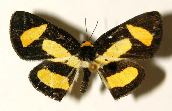 Figura 13. Adulto de<i>Symmachia tricolor</i></i> (Riodinidae), vista dorsal. (02-SRNP-1421-DHJ-91890.jpg).