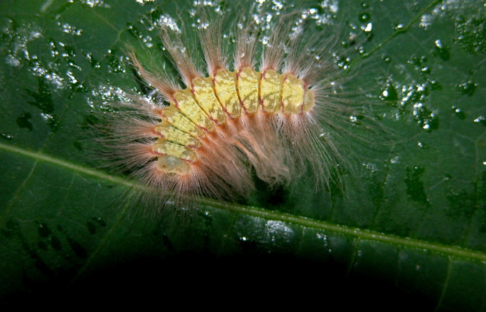 Figura. 12 Larva <i>Symmachia tricolor</i></i> (Riodinidae), posición dorsal alimentándose en <i>Conostegia xalapensis</i></i> (Melastomataceae). (04-SRNP-43101-DHJ401784.jpg).