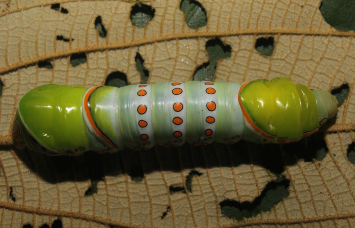 Figura. 14 Larva <i>Naprepa flexifera</i></i> (Notodontidae), posición dorsal alimentándose en <i>Conostegia xalapensis</i></i> (Melastomataceae). (17-SRNP-72292-DHJ738723.jpg).