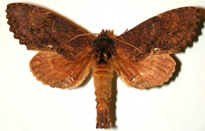 Figura 15. Adulto de <i>Naprepa flexifera</i></i> (Notodontidae), vista dorsal. (93-SRNP-2158-DHJ-32666.jpg).