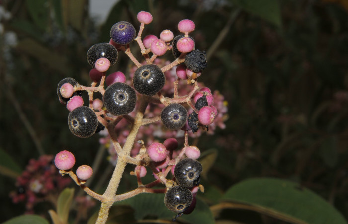 Figura. 7 Frutos en racimos <i>Conostegia xalapensis</i></i>, (Melastomataceae). Area de Conservación Guanacaste, Sector Rincón Rain Forest, cafecito, Estación Leiva, (elevación 455 metros), colectada el 26 de Setiembre 2018. Foto, Jorge Hernández.