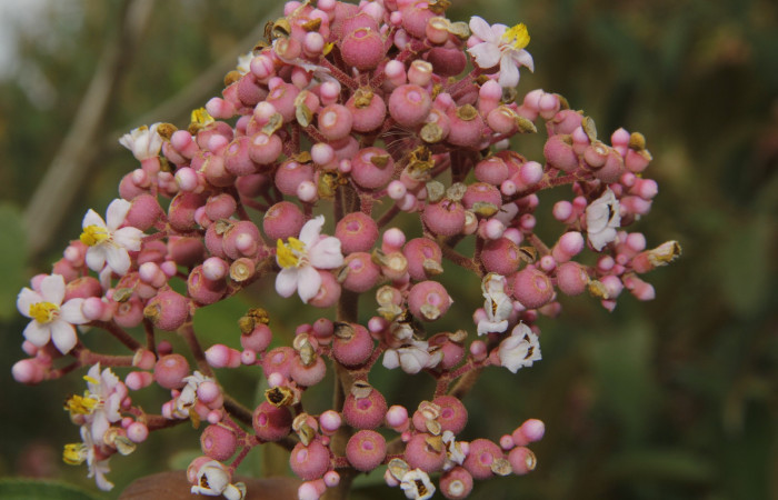 Figura. 6 Frutos en racimos <i>Conostegia xalapensis</i></i>, (Melastomataceae). Area de Conservación Guanacaste, Sector Rincón Rain Forest, cafecito, Estación Leiva, (elevación 455 metros), colectada el 26 de Setiembre 2018. Foto, Jorge Hernández.