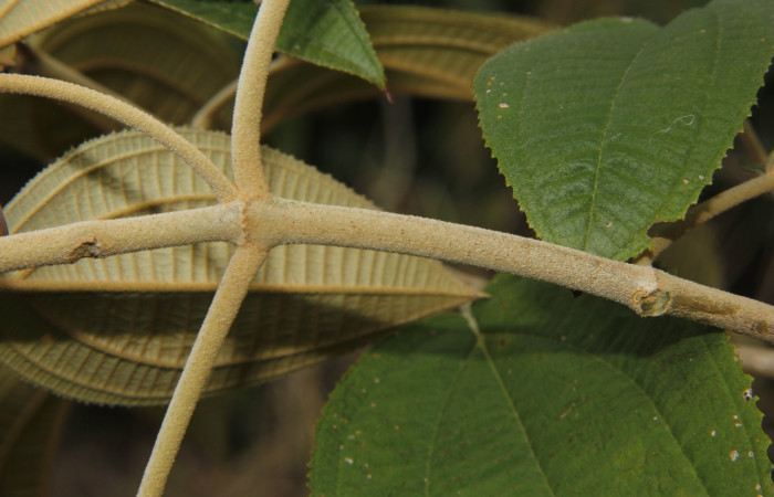 Figura. 2 Hojas <i>Conostegia xalapensis</i></i>, (Melastomataceae). Area de Conservación Guanacaste, Sector Rincón Rain Forest, Cafecito, Estación Leiva (elevación 455 metros), colectada el 10 Noviembre 2018. Foto, Jorge Hernández.