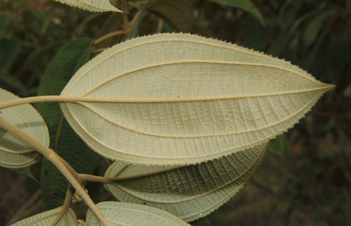 Figura. 3 Hojas envés <i>Conostegia xalapensis</i></i>, (Melastomataceae). Area de Conservación Guanacaste, Sector Rincón Rain Forest, Cafecito, Estación Leiva (elevación 455 metros), colectada el 10 Noviembre 2018. Foto, Jorge Hernández.