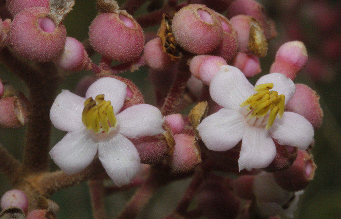 Figura. 8 Pétalos y anteras muy expuestas de <i>Conostegia xalapensis</i></i>, (Melastomataceae). Area de Conservación Guanacaste, Sector Rincón Rain Forest, cafecito, Estación Leiva, (elevación 455 metros), colectada el 26 de Setiembre 2018. Foto, Jorge Hernández.