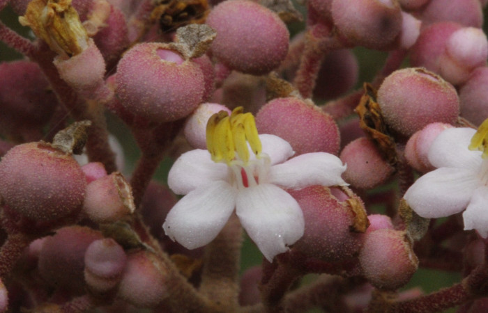 Figura. 10 Flor lateral  <i>Conostegia xalapensis</i></i>, (Melastomataceae). Area de Conservación Guanacaste, Sector Rincón Rain Forest, cafecito, Estación Leiva, (elevación 455 metros), colectada el 26 de Setiembre 2018. Foto, Jorge Hernández.