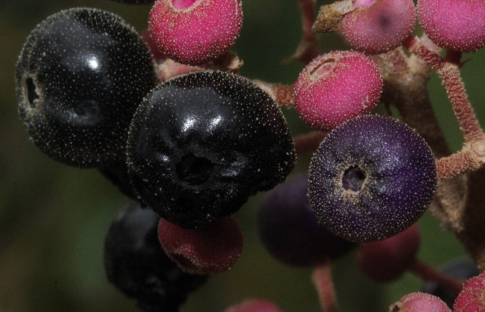 Figura. 9 Frutos maduros <i>Conostegia xalapensis</i></i>, (Melastomataceae). Area de Conservación Guanacaste, Sector Rincón Rain Forest, cafecito, Estación Leiva, (elevación 455 metros), colectada el 26 de Setiembre 2018. Foto, Jorge Hernández.