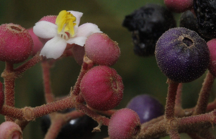 Figura. 11 Frutos y Flor <i>Conostegia xalapensis</i></i>, (Melastomataceae). Area de Conservación Guanacaste, Sector Rincón Rain Forest, cafecito, Estación Leiva, (elevación 455 metros), colectada el 26 de Setiembre 2018. Foto, Jorge Hernández.
