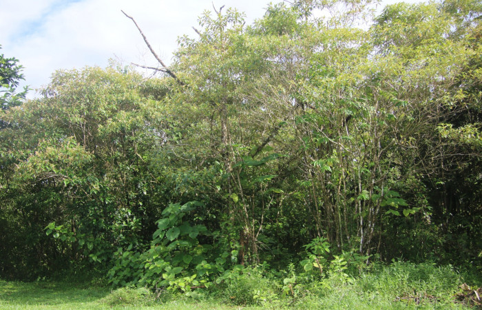 Figura. 1 Habitat <i>Conostegia xalapensis</i></i>, (Melastomataceae). Area de Conservación Guanacaste, Sector Rincón Rain Forest, Cafecito, Estación Leiva (elevación 455 metros), colectada el 10 Noviembre 2018. Foto, Jorge Hernández.