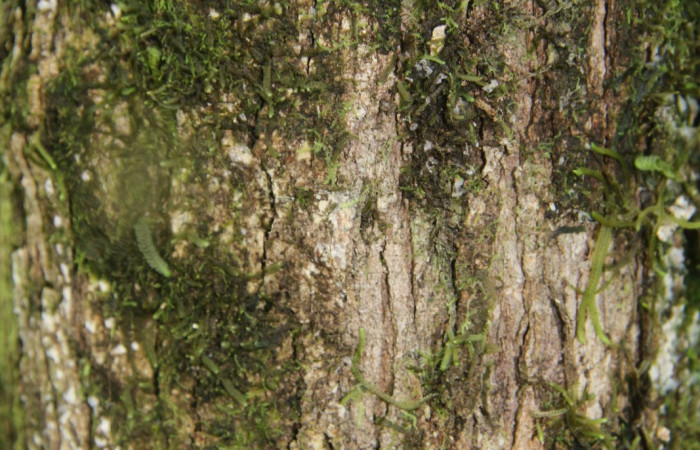 Figura. 5 Corteza <i>Conostegia xalapensis</i></i>, (Melastomataceae). Area de Conservación Guanacaste, Sector Rincón Rain Forest, cafecito, Estación Leiva, (elevación 455 metros), colectada el 26 de Setiembre 2018. Foto, Jorge Hernández.