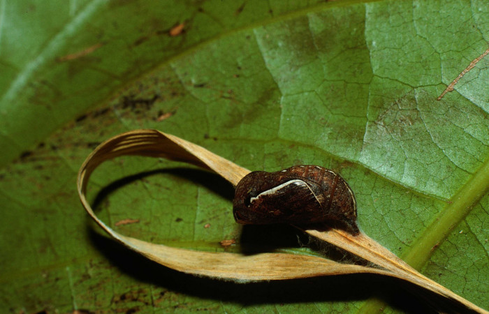 Figura 8. Pupa de <i>Yphthimoides renata</i></i> (Nymphalidae), vista lateral, localidad, Sendero Abajo, Sector Cacao, ACG (1020m) Voucher: 02-SRNP-9679-DHJ67741.jpg.