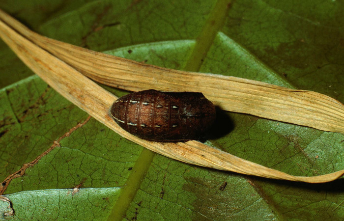 Figura 9. Pupa de <i>Yphthimoides renata</i></i> (Nymphalidae), vista dorsal, localidad, Sendero Abajo, Sector Cacao, ACG (1020m). Voucher: 02-SRNP-9679-DHJ67744.jpg.