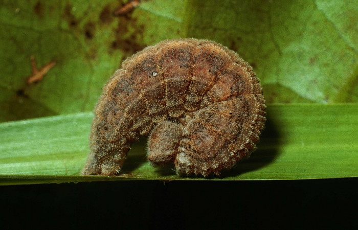 Figura 7. Larva <i>Yphthimoides renata</i></i> (Nymphalidae), en estado de prepupa, mostrando parte lateral, Sendero Abajo, Sector Cacao, ACG (1020m). Voucher: 02-SRNP-9680-DHJ67748.jpg.