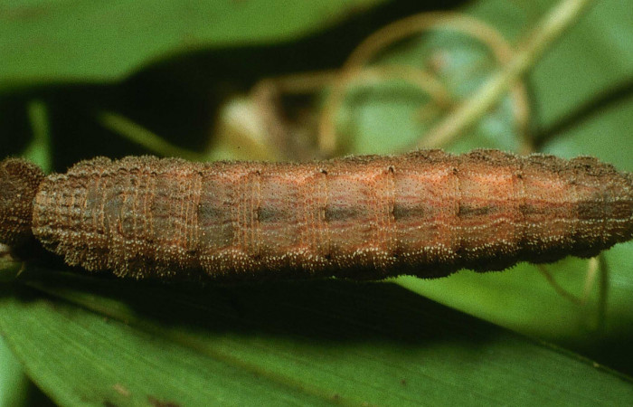 Figura 6. Larva <i>Yphthimoides renata</i></i> (Nymphalidae), en último estadío (U) vista dorsal, localidad Sendero Arenales, Sector Cacao, ACG (1080m) Voucher: 03-SRNP-23711-DHJ79228.jpg.