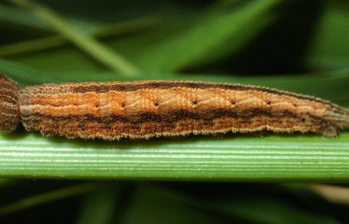 Figura 5. Larva <i>Yphthimoides renata</i></i> (Nymphalidae), en último estadío (U) vista lateral, localidad Sendero Arenales, Sector Cacao, ACG (1080m). Voucher: 03-SRNP-4567-DHJ73425.jpg.