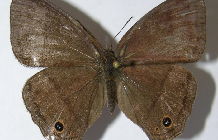 Figura 1. Adulto <i>Yphthimoides renata</i></i> (Nymphalidae), mostrando vista dorsal, localidad Estación Biológica Quica, Sector Pitilla ACG (470m) Voucher: 09-SRNP-73967-DHJ519090.jpg.