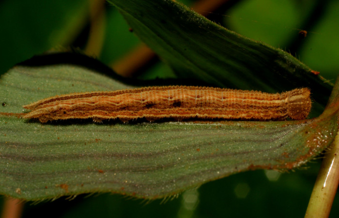Figura 3. Larva <i>Yphthimoides renata</i></i> (Nymphalidae), en penúltimo estadío (PU) vista lateral, localidad Sendero Nacho , Sector Pitilla, ACG (710m). Voucher: 11-SRNP-33265-DHJ484852.jpg.