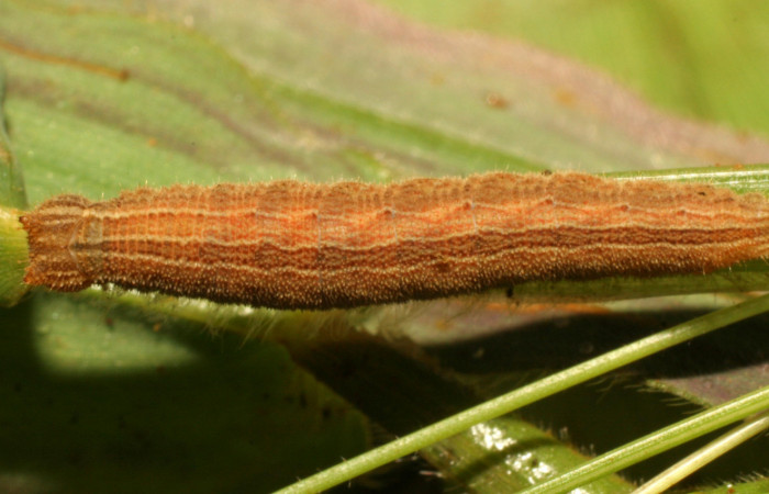 Figura 4. Larva <i>Yphthimoides renata</i></i> (Nymphalidae), en penúltimo estadío (PU) vista dorsal, localidad Sendero Nacho , Sector Pitilla, ACG (710m). Voucher: 11-SRNP-33305-DHJ484683.jpg.