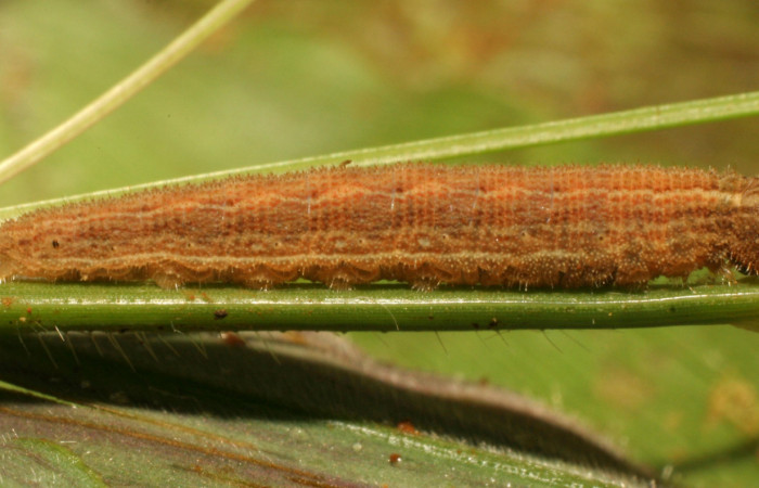 Figura 2. Larva <i>Yphthimoides renata</i></i> (Nymphalidae), en penúltimo estadío (PU) vista lateral, localidad Sendero Nacho , Sector Pitilla, ACG (710m). Voucher: 11-SRNP-33305-DHJ484684.jpg.