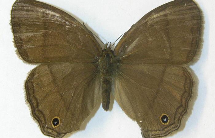 Figura 13. Adulto de <i>Yphthimoides renata</i></i> (Nymphalidae),  hembra vista ventral, localidad, Estación Pitilla ACG (675m). Voucher 11-SRNP-33305-DHJ556049.jpg.