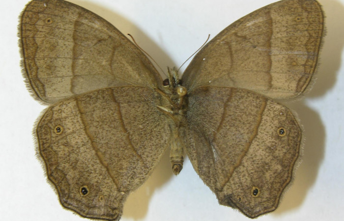 Figura 13. Adulto de <i>Yphthimoides renata</i></i> (Nymphalidae),  hembra vista ventral, localidad, Estación Pitilla ACG (675m). Voucher 11-SRNP-33305-DHJ556049.jpg.