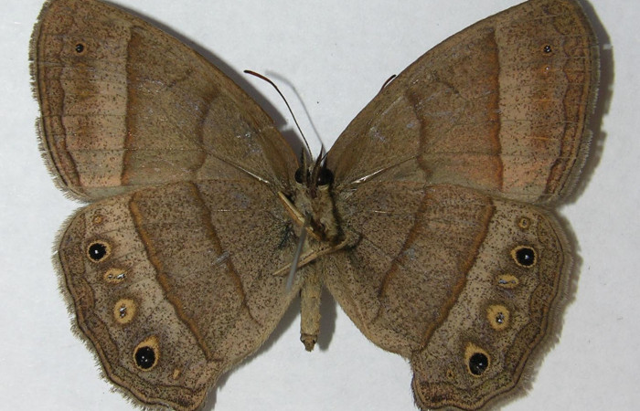 Figura 12. Adulto de <i>Yphthimoides renata</i></i> (Nymphalidae),  hembra vista dorsal, localidad, Estación Pitilla ACG (675m). Voucher 11-SRNP-33305-DHJ556048.jpg.