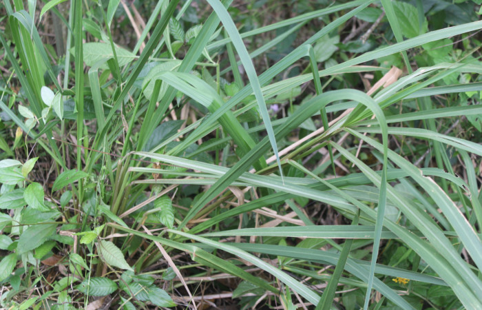 Figura 14. Planta hospedera de <i>Yphthimoides renata</i></i> (Nymphalidae), esta planta se llama <i>Arundinella deppeana</i></i> (Poaceae), localidad Medrano Estación Biológica Quica Sector Pitilla (ACG) (380m). Foto; Ricardo Calero, 14 Febrero 2022