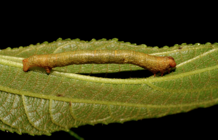 Figura 2. <i>Iridopsis</i></i> herseDHJ06 familia (Geometridae). En posición Lateral, PU estadio. Voucher, 07-SRNP-42334-DHJ427996.