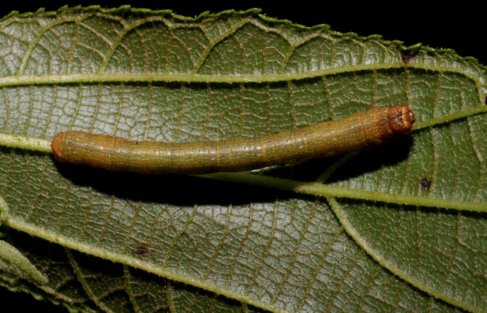 Figura 3. <i>Iridopsis</i></i> herseDHJ06 familia (Geometridae). En posición lateral, PU estadio. Voucher,07-SRNP-42334-DHJ427998.