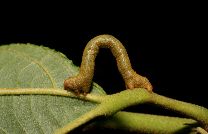 Figura 4. <i>Iridopsis</i></i> herseDHJ06 familia (Geometridae). En posición Lateral, PU estadio. Voucher, 07-SRNP-42334-DHJ428001.