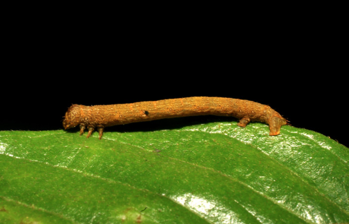 Figura 5. <i>Iridopsis</i></i> herseDHJ06 familia (Geometridae). En posición lateral, PU estadio. Voucher, 07-SRNP-42909-DHJ434953.