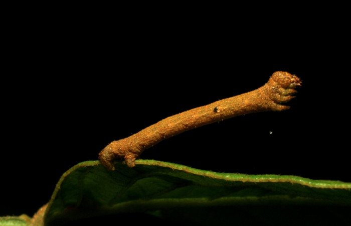 Figura 6. <i>Iridopsis</i></i> herseDHJ06 familia (Geometridae). En posición lateral, PU estadio. Voucher, 07-SRNP-42909-DHJ434954.