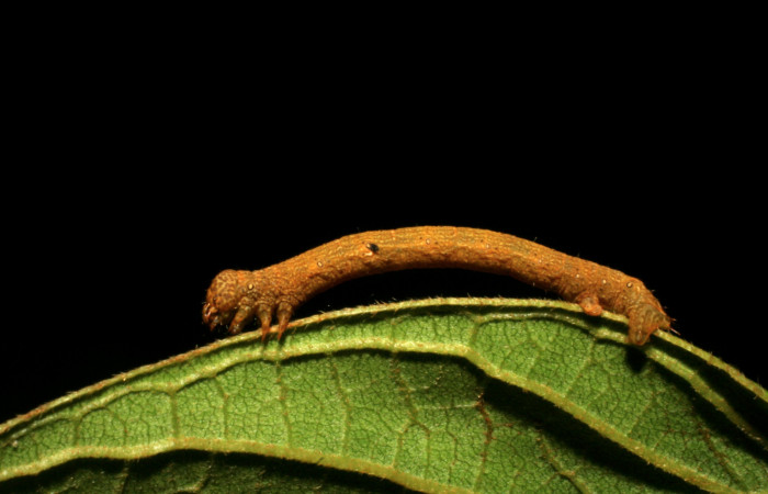 Figura 7. <i>Iridopsis</i></i> herseDHJ06 familia (Geometridae). En posición lateral, PU estadio. Voucher, 07-SRNP-42909-DHJ434958.