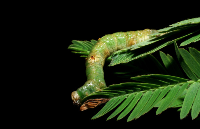 Figura 10. <i>Iridopsis</i></i> herseDHJ01 familia (Geometridae). En posición lateral, PU estadio. Voucher, 08-SRNP-4800-DHJ437683.