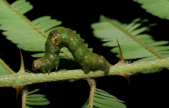 Figura. 9 <i>Iridopsis</i></i> herseDHJ01 familia (Geometridae). En posición lateral, PU estadio. Voucher, 08-SRNP-4800-DHJ437685.