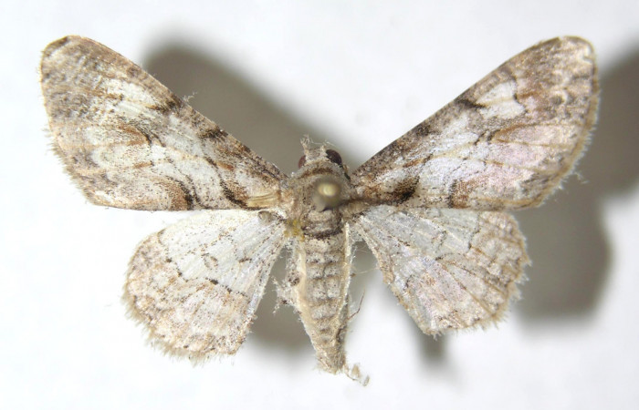 Figura 11. <i>Iridopsis herse</i></i> familia (Geometridae). vista dorsal, PU estadio. Voucher, 13-SRNP-55427-DHJ594214.
