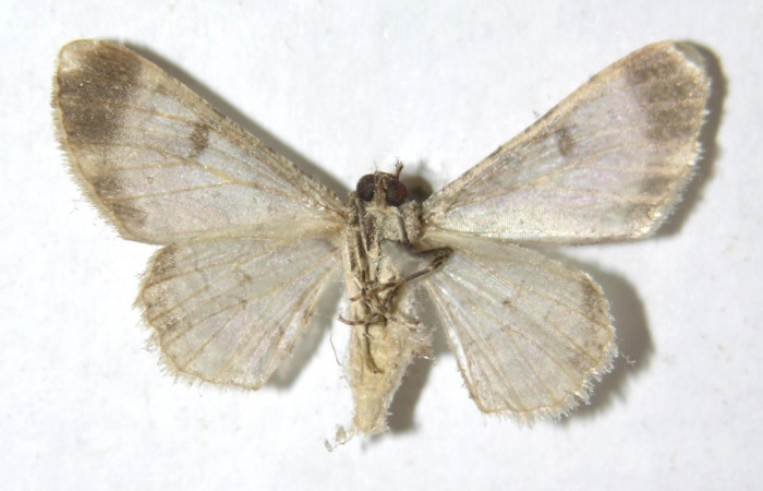 Figura 12. <i>Iridopsis herse</i></i> familia (Geometridae). vista ventral, PU estadio. Voucher,13-SRNP-55427-DHJ594215.