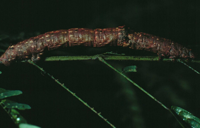 Figura 14. <i>Iridopsis herse</i></i> en posición dorsal. Voucher, 82-SRNP-266-DHJ3974.