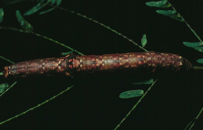 Figura 13. <i>Iridopsis herse</i></i> en posición dorsal. Voucher, 82-SRNP-266-DHJ3975.