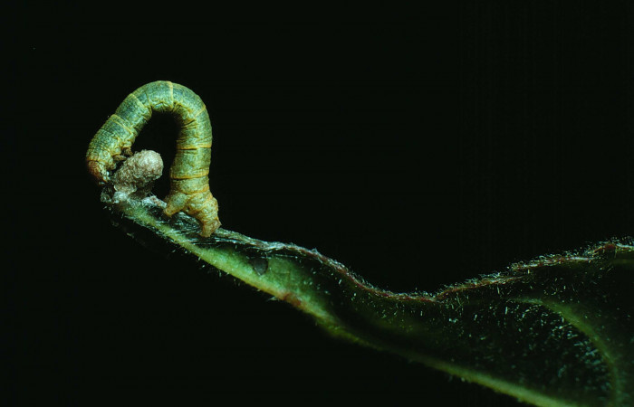 Figura 15. <i>Iridopsis herse</i></i> en posición dorsal. Voucher, 83-SRNP-297-DHJ5211.