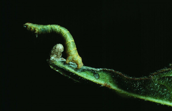 Figura 16. <i>Iridopsis herse</i></i> en posición dorsal. Voucher, 83-SRNP-297-DHJ5213.