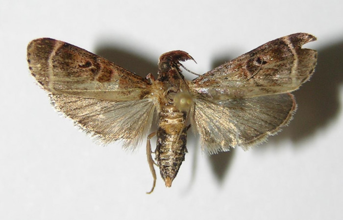 Figura 3. Adulto de <i>Tancoa</i></i> crinitaDHJ04,
vista dorsal. Voucher (00-SRNP-20621-
DHJ336068)