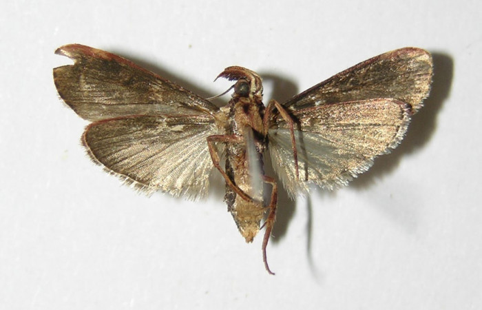 Figura 4. Adulto de <i>Tancoa</i></i> crinitaDHJ04, vista
ventral. Voucher (00-SRNP-20621-DHJ336069).