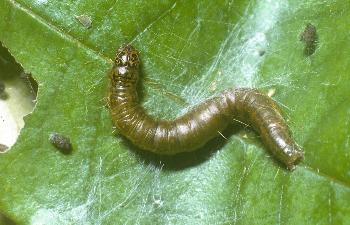 Fig. 5 Larva <i>Tancoa</i></i> crinita DHJ03, último estadio,
protegida con seda que ella misma produce. En
planta <i>Vochysia ferruginea</i></i> de la familia
Vochysiaceae. Voucher 04-SRNP-42000-
DHJ87113.jpg
