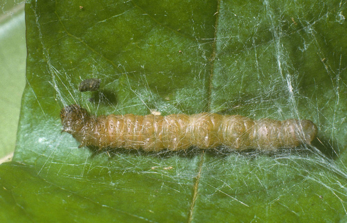 Fig. 6 Larva <i>Tancoa</i></i> crinita DHJ03, último estadio,
protegida con seda que ella misma produce. En planta
<i>Vochysia ferruginea</i></i> de la familia Vochysiaceae.
Voucher 04-SRNP-42000-DHJ87114.jpg