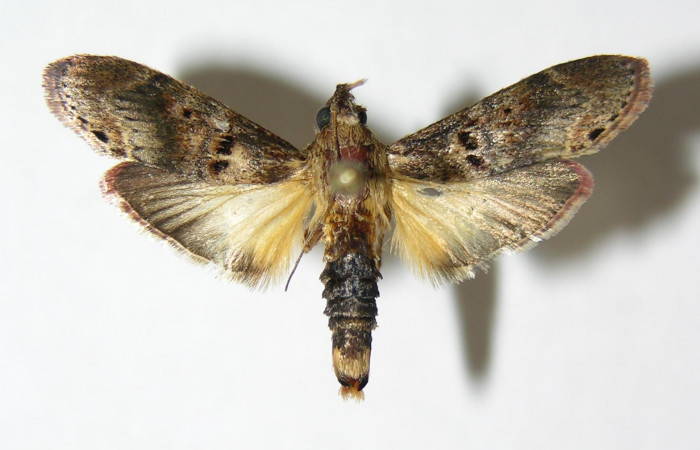 Figura 1. Adulto de <i>Tancoa</i></i> crinitaDHJ03,
vista dorsal. Voucher (05-SRNP-42639-
DHJ343822).