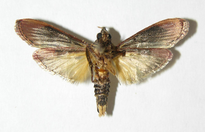 Figura 2. Adulto de <i>Tancoa</i></i> crinitaDHJ03 ,
vista ventral. Voucher (05-SRNP-42639-
DHJ343823)