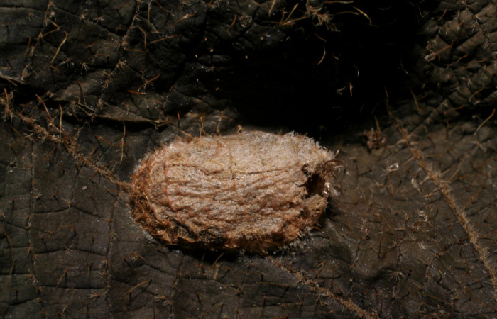 Fig. 16 Capullo de <i>Eiphosoma</i></i> Janzen08 de la familia Ichneumonidae, avispa parásita en
larva <i>Tancoa</i></i> crinitaDHJ04. Voucher 06-SRNP-41765-DHJ436625.jpg.